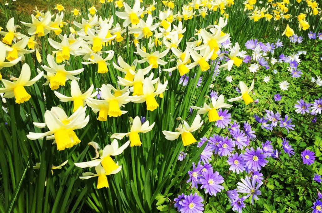 Ireland in April spring flowers