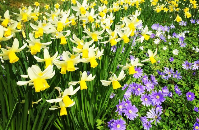 Ireland in April spring flowers